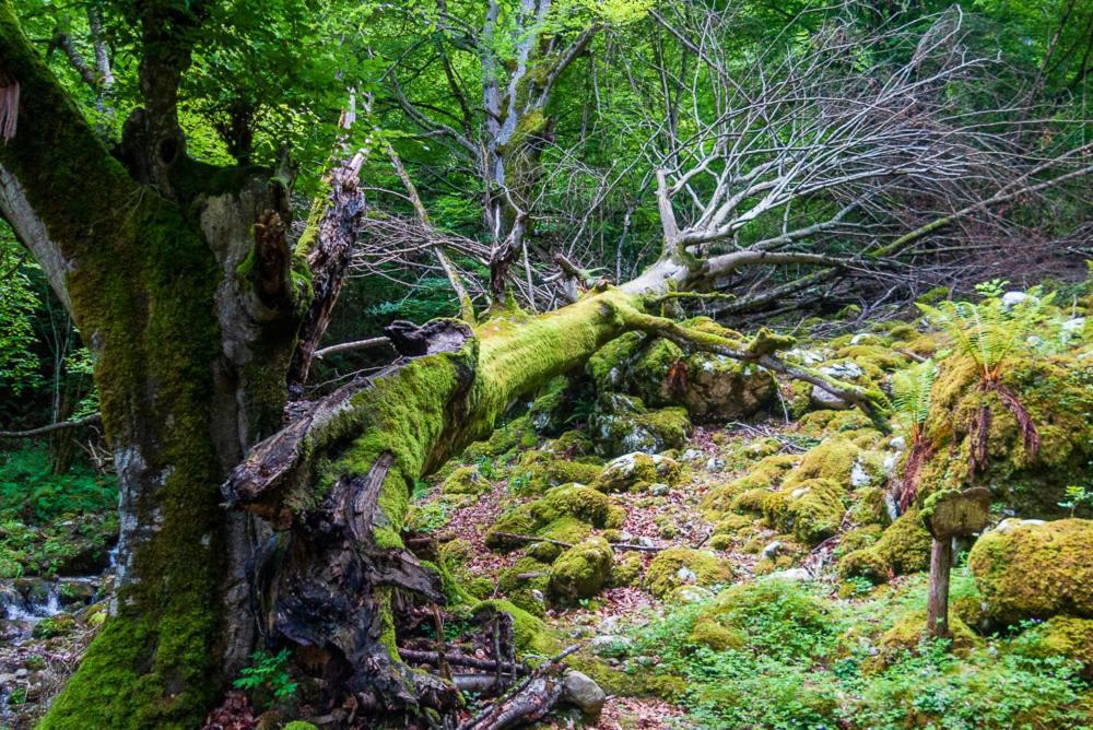 Alles Casas Rurales La Tahona De Besnesゲストハウス エクステリア 写真